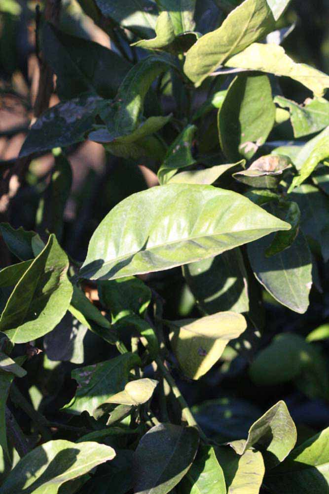            Sun leaves (Riverside, CA)   